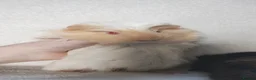 Guinea Pig rodents for sale: Baby guinea pigs Cornet and smooth ready now - Advert 1