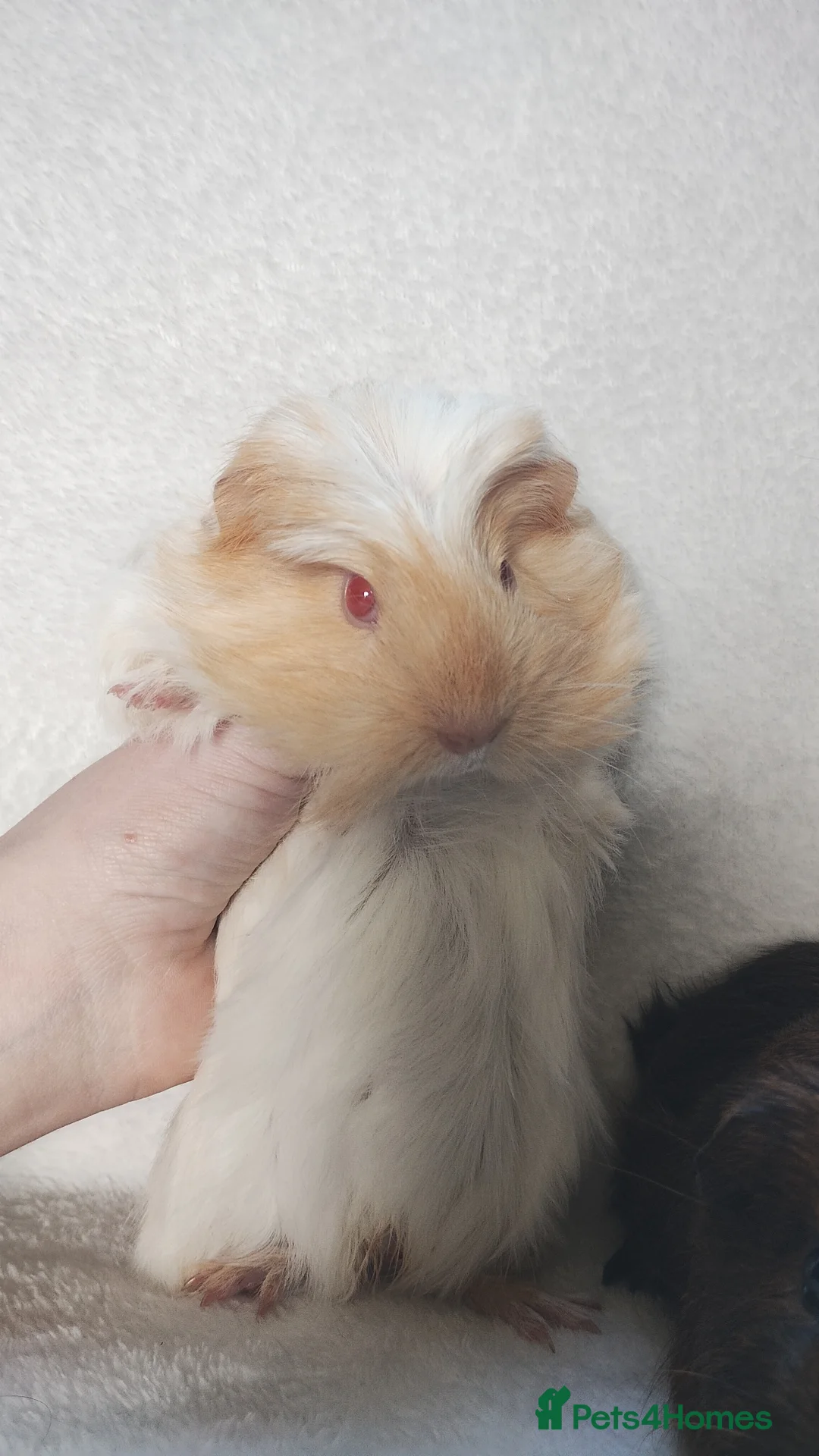 Guinea Pig rodents for sale: Baby guinea pigs Cornet and smooth ready now - Advert 1