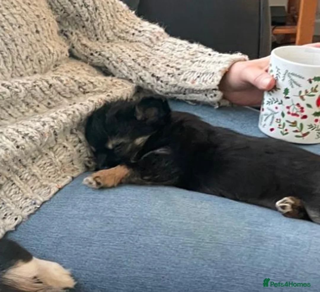 Chihuahua dogs for sale: Beautiful Black and Tan chihuahua boy  - Advert 6