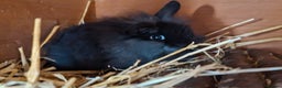 Mixed Breed rabbits for sale: Baby rabbits  - Advert 4