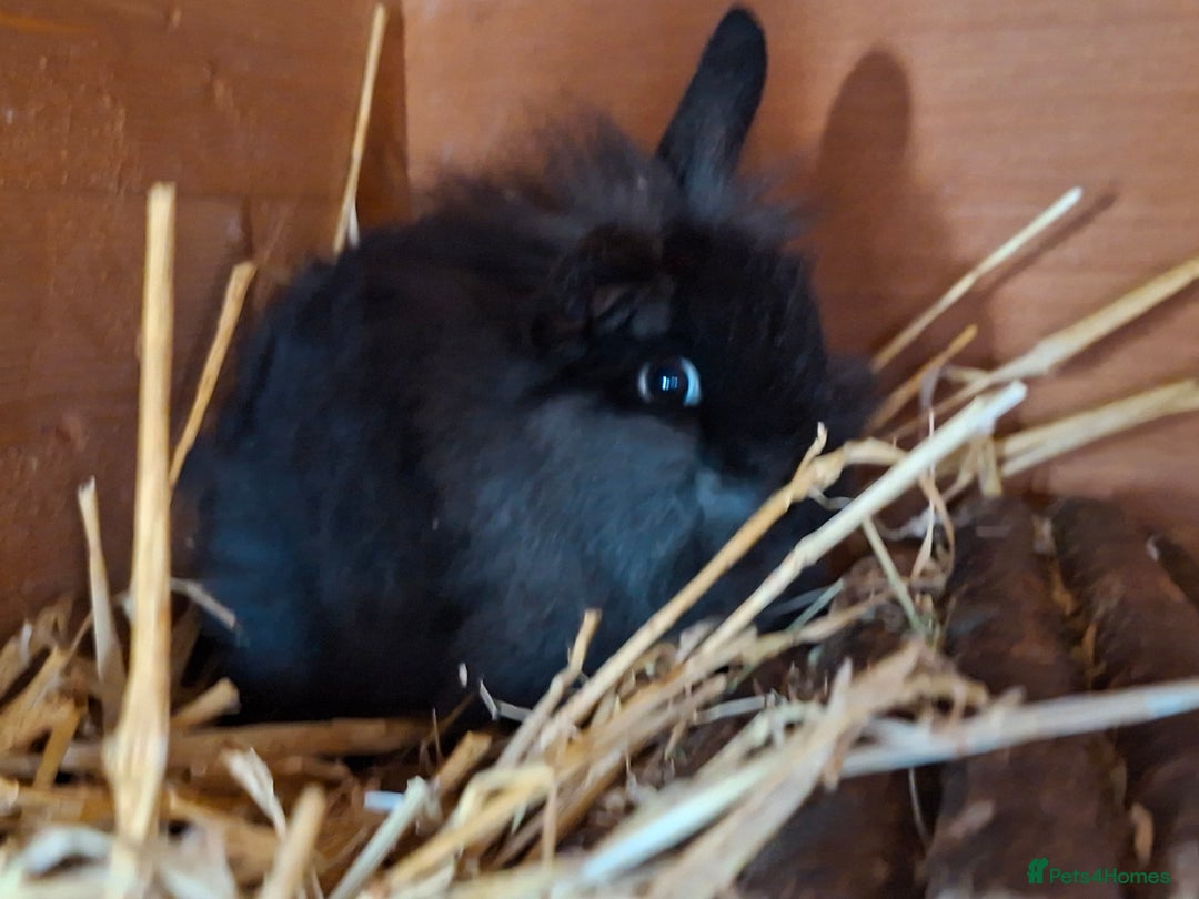 Mixed Breed rabbits for sale: Baby rabbits  - Advert 4