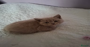 British Shorthair cats - Advert 8