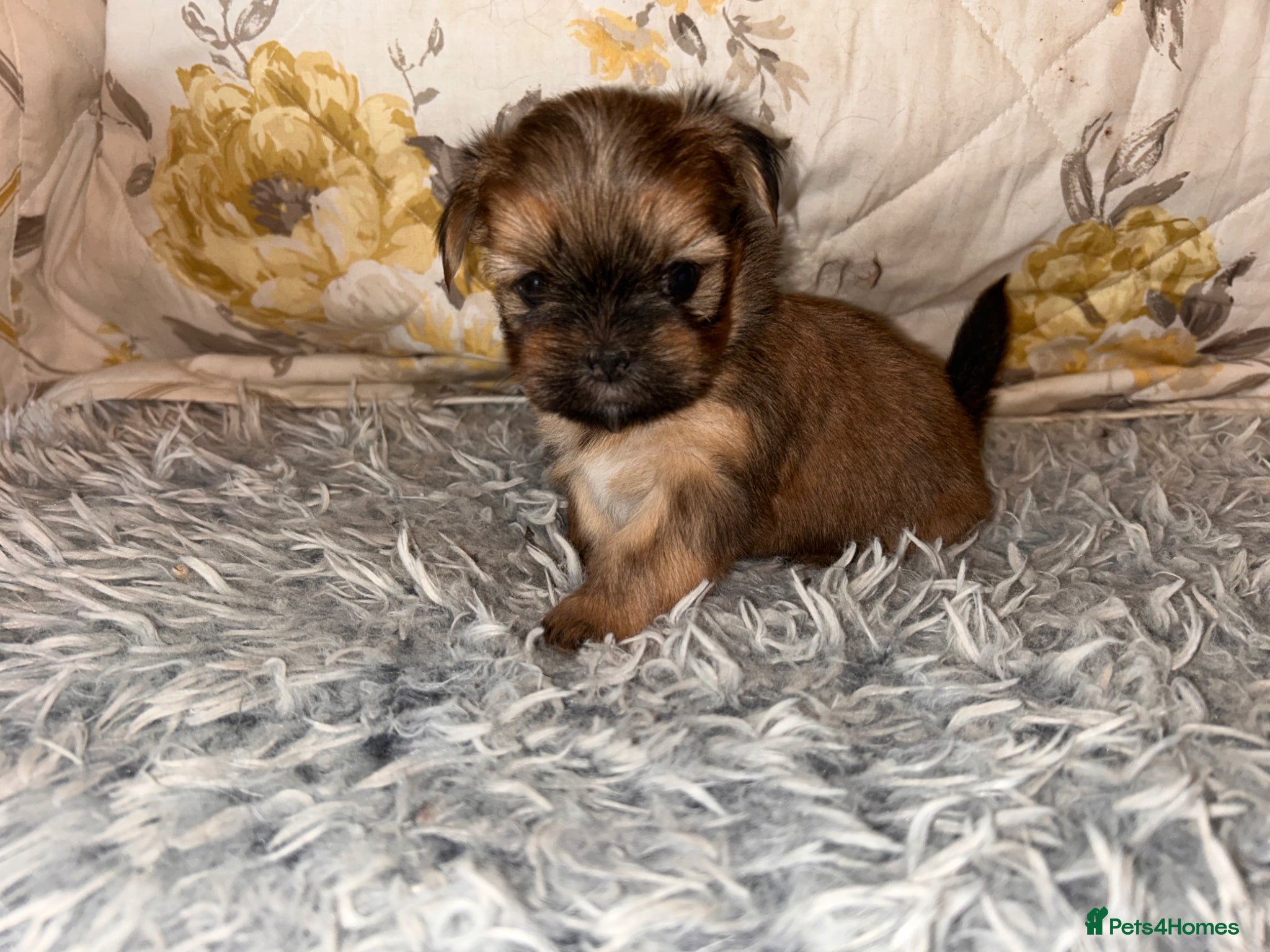 Lhasa Apso dogs KC Lhasa PUPS ( 6 wks old ) PRA4 CLEAR - Advert 1