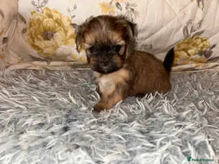 Lhasa Apso dogs KC Lhasa PUPS ( 6 wks old ) PRA4 CLEAR - Advert 1