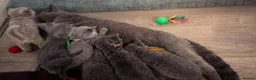 British Shorthair cats for sale: Beautiful British Shorthair Kittens - Advert 5