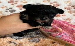 Maltipoo dogs for sale: F1 Toy Maltipoos - Image 25