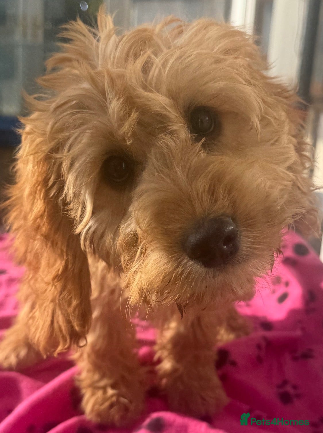 Cockapoo dogs for sale: 2 Girls - sociable happy Cockapoo babies - Advert 1