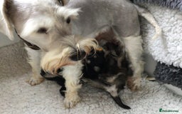 Miniature Schnauzer dogs for sale: Fully Health Tested KC Reg Mini Schnauzer pups - Image 10