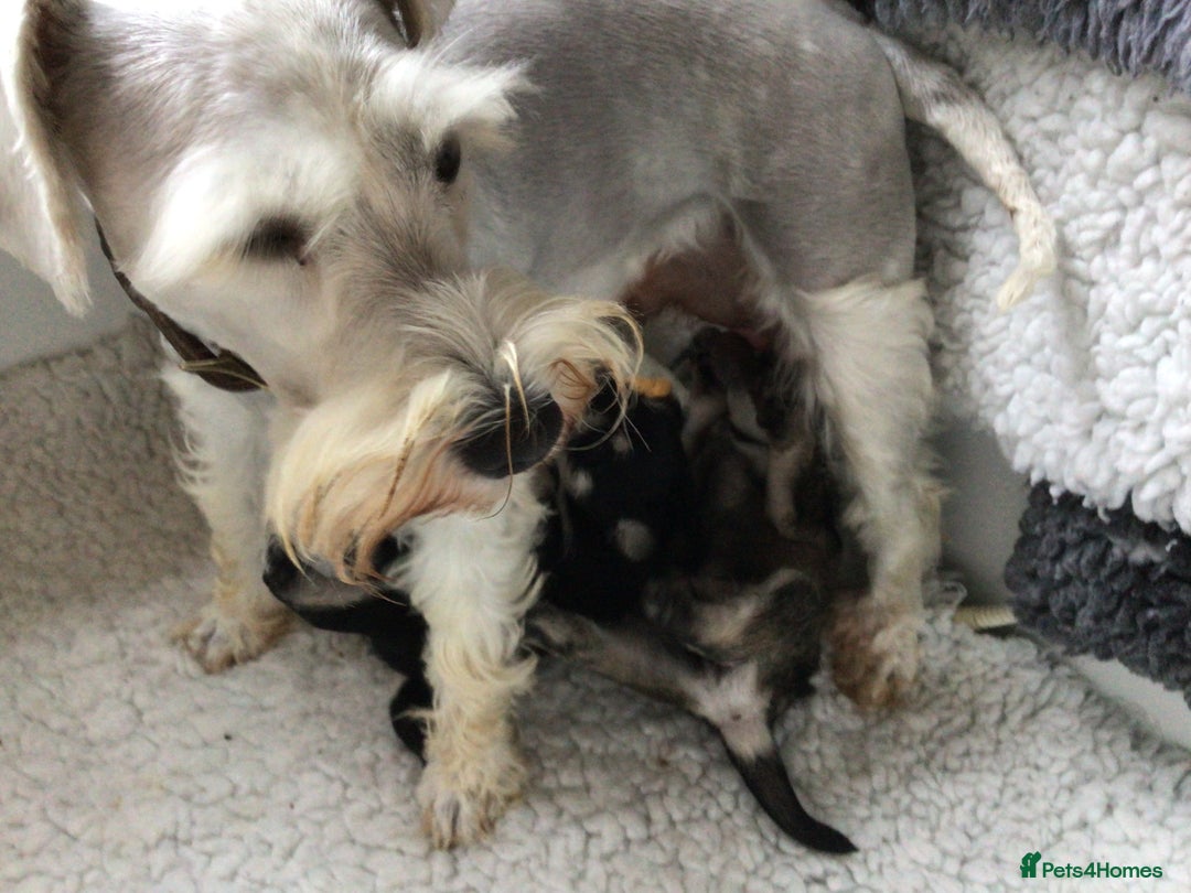 Miniature Schnauzer dogs for sale: Fully Health Tested KC Reg Mini Schnauzer pups - Image 10