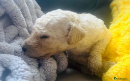 Standard Poodle dogs for sale: Standard poodle puppies - Image 8