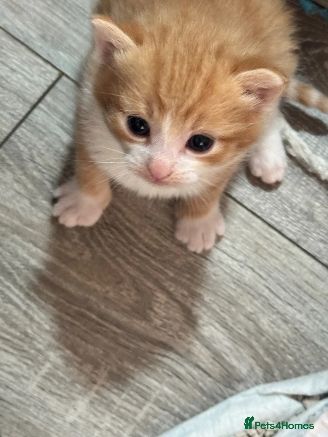 Mixed Breed cats for sale: Adorable Kittens Ready for Their Forever Homes 🐾 in Winchester - Advert 2