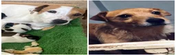 Jack Russell dogs for sale: Jack Russell X Border Terrier Jack Russell in Shrewsbury - Advert 1