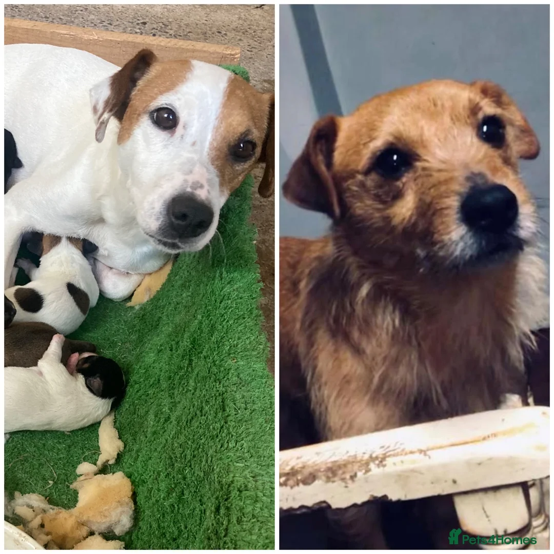 Jack Russell dogs for sale: Jack Russell X Border Terrier Jack Russell in Shrewsbury - Advert 1