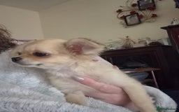 Chihuahua dogs for sale: Long haired chihuahua  - Image 23
