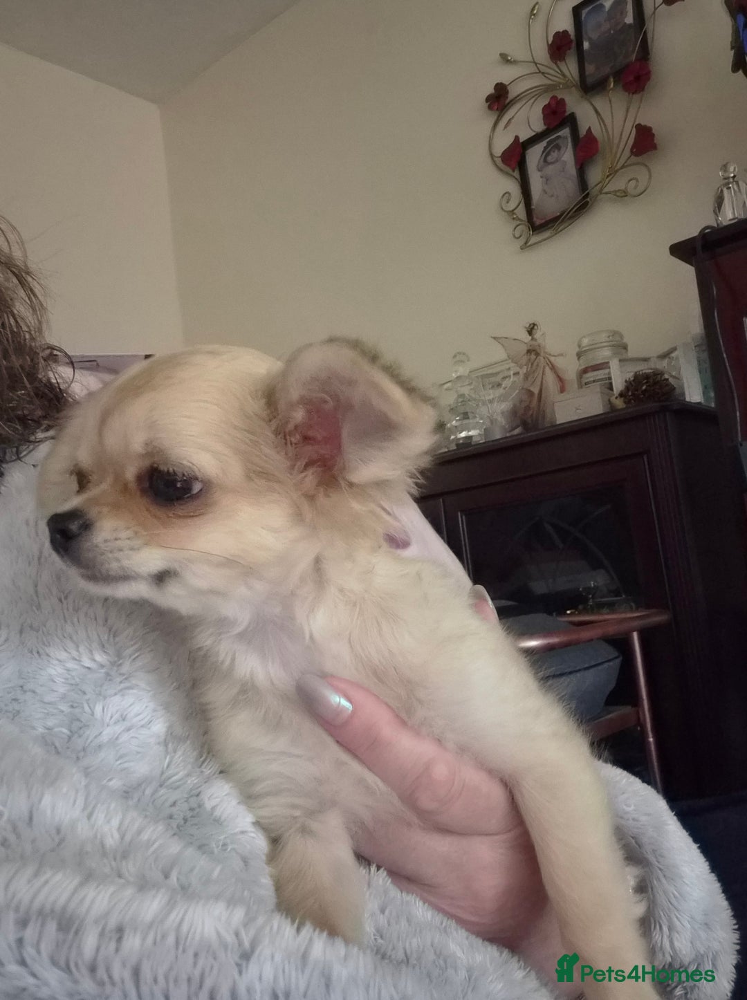 Chihuahua dogs for sale: Long haired chihuahua  - Image 23