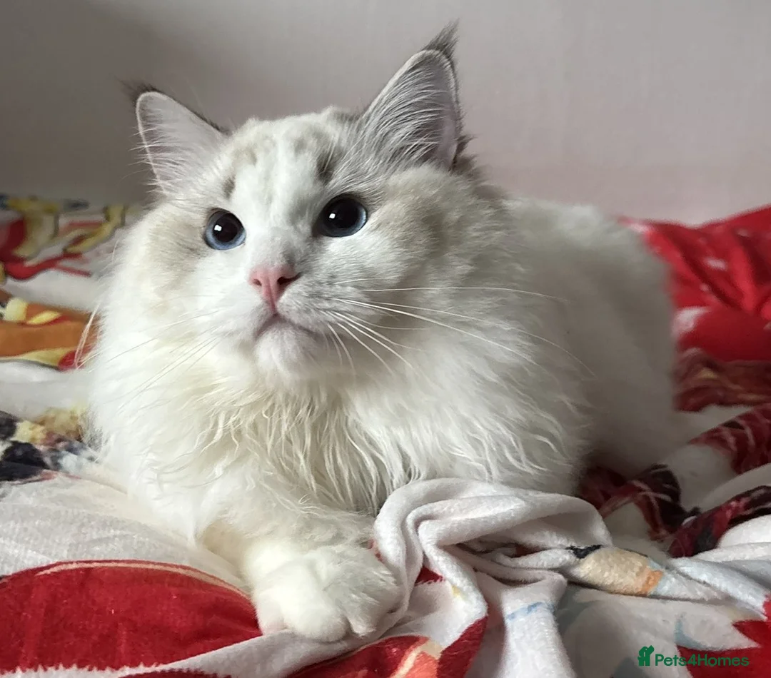 Ragdoll cats for sale: The last Boy Pedigree Ragdoll  Available - Advert 34