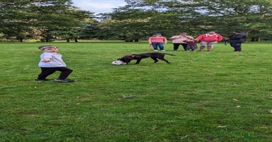 Boxer dogs - Advert 3
