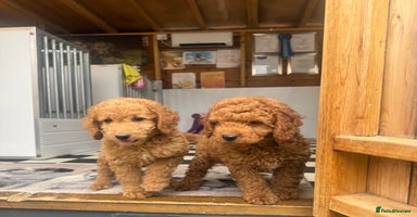 Cockapoo dogs - Advert 10