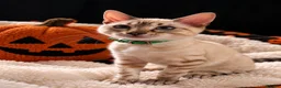 Bengal cats for sale: TICA Registered Bengal snow 5 Generation Pedigree  - Advert 6