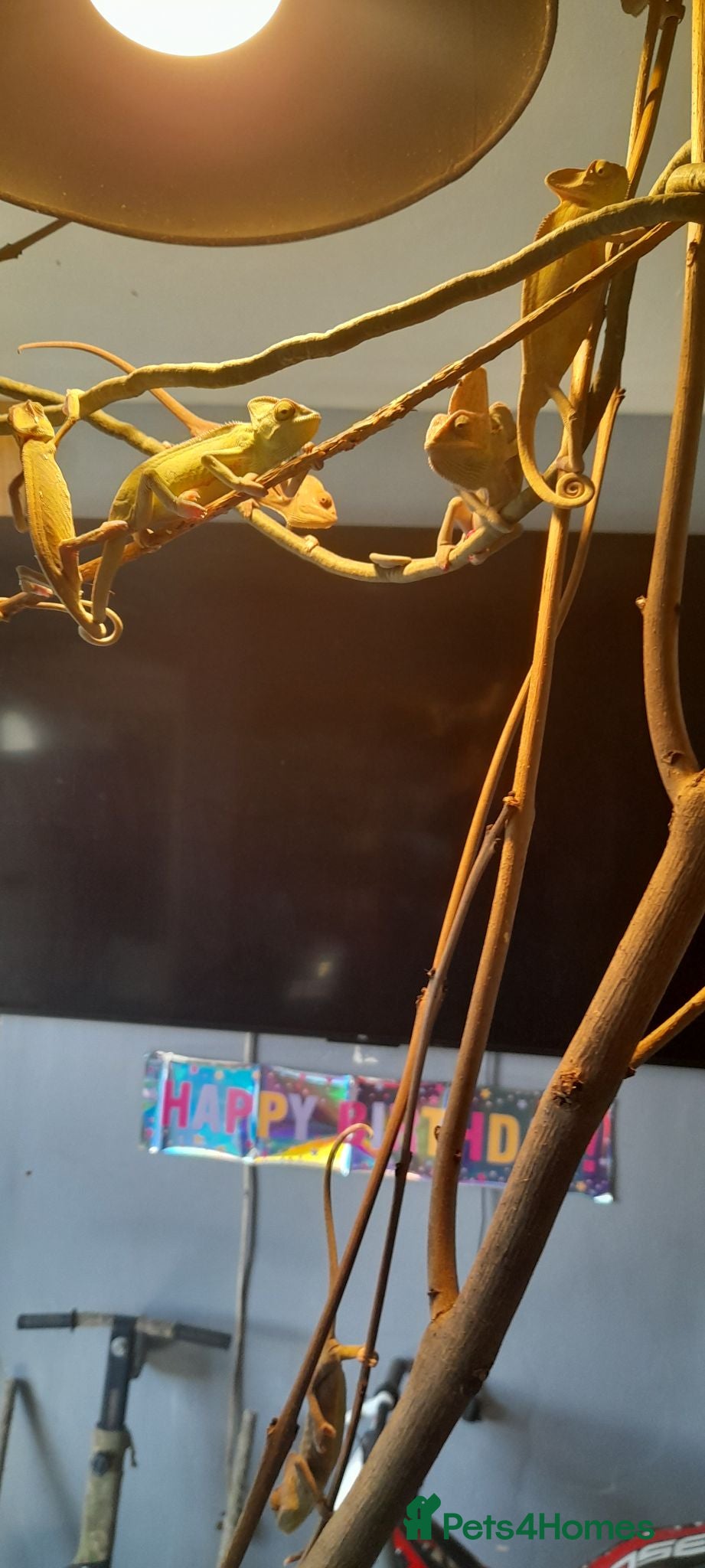 Chameleon reptiles Veiled chameleons  - Advert 2