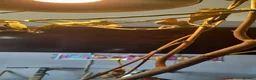 Chameleon reptiles for sale: Veiled chameleons  - Advert 3