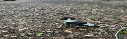 Sprocker dogs for sale: 4 month old sprocker - Advert 5