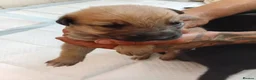 Mixed Breed dogs for sale: Malinios x collie - Advert 7
