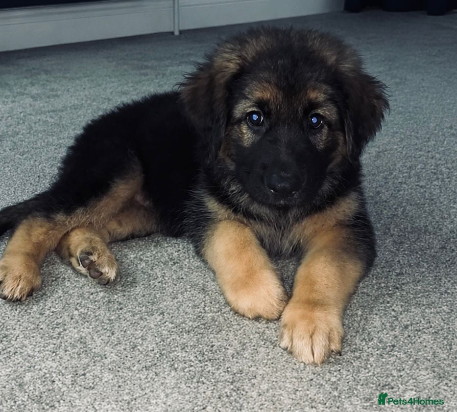 Sheprador dogs Sheprador Puppies – German Shepherd × Labrador - Advert 11