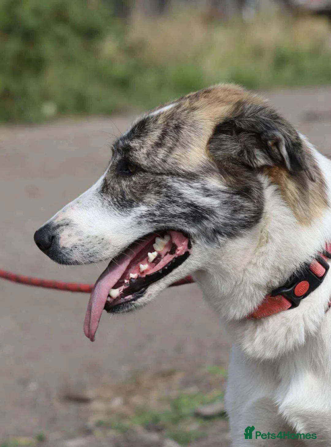 Mixed Breed dogs for adoption: 🌸 FLO - Now is her time to bloom🌸 in Worcester - Advert 2