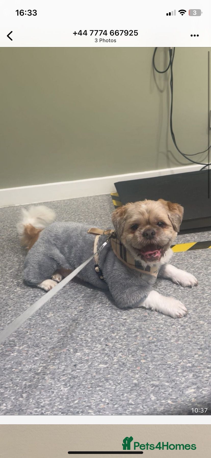 Shih Tzu dogs Blue is our cutest shihtzu 💙 - Advert 4