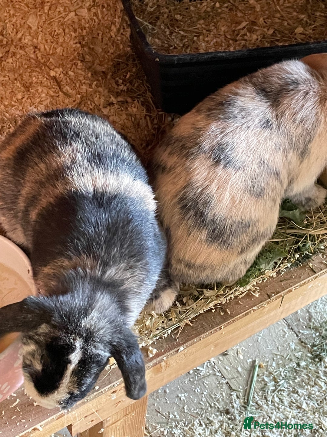 Mini Lop rabbits for sale: Beautiful mini lops - Image 4