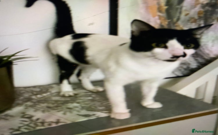 Mixed Breed cats - Advert 5