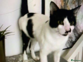 Mixed Breed cats - Advert 6