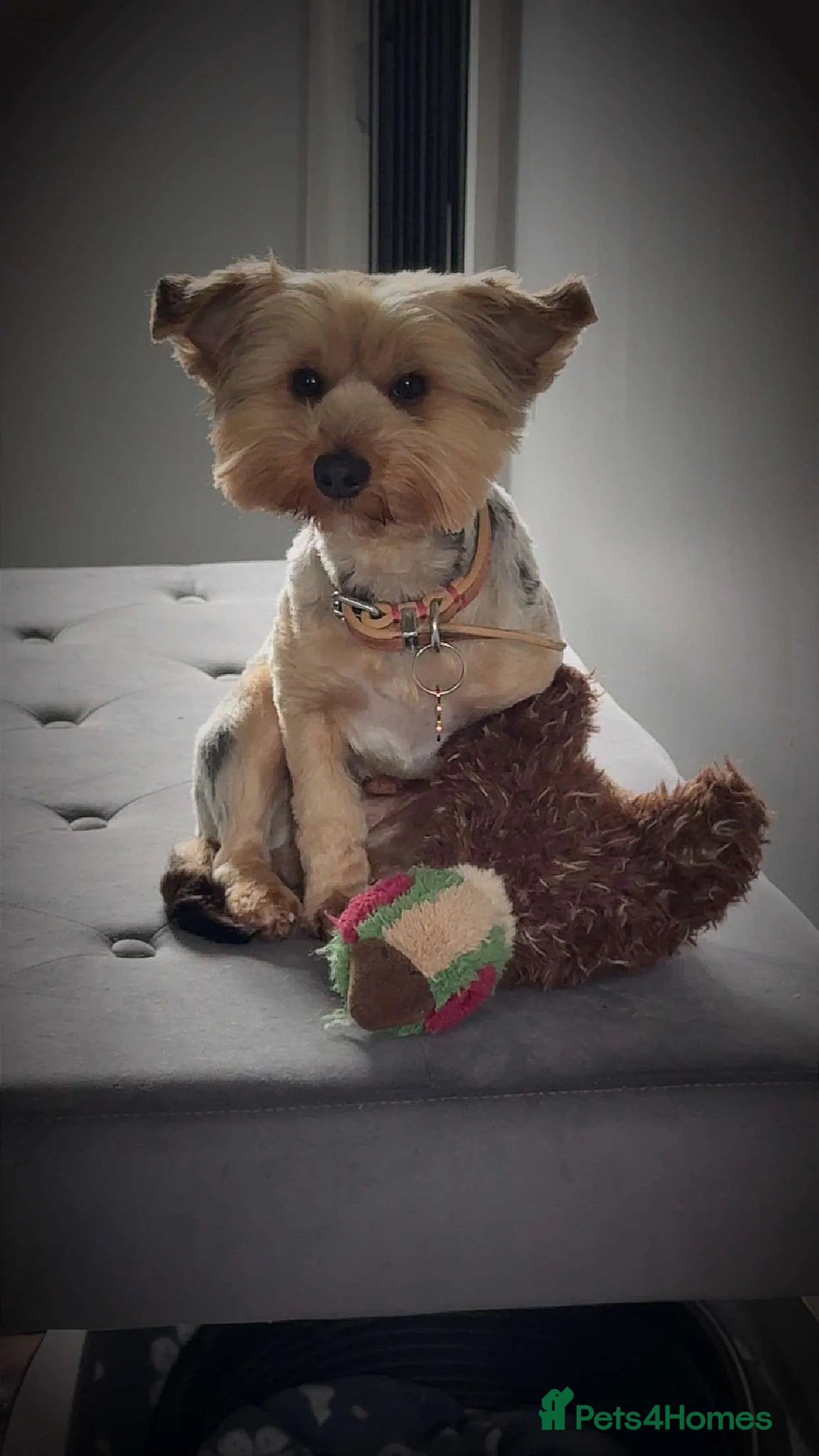 Yorkshire Terrier dogs Beautiful Merle Yorkshire terrier puppies  - Advert 10