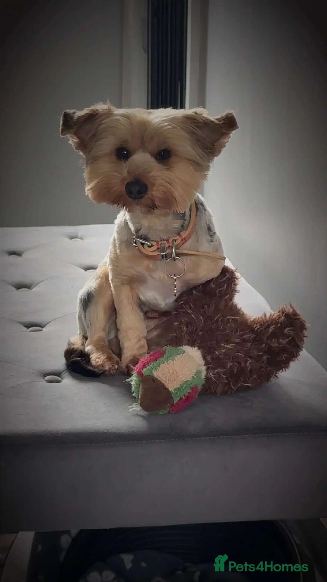 Yorkshire Terrier dogs for sale: Beautiful Merle Yorkshire terrier puppies  in Stoke-on-Trent - Advert 1