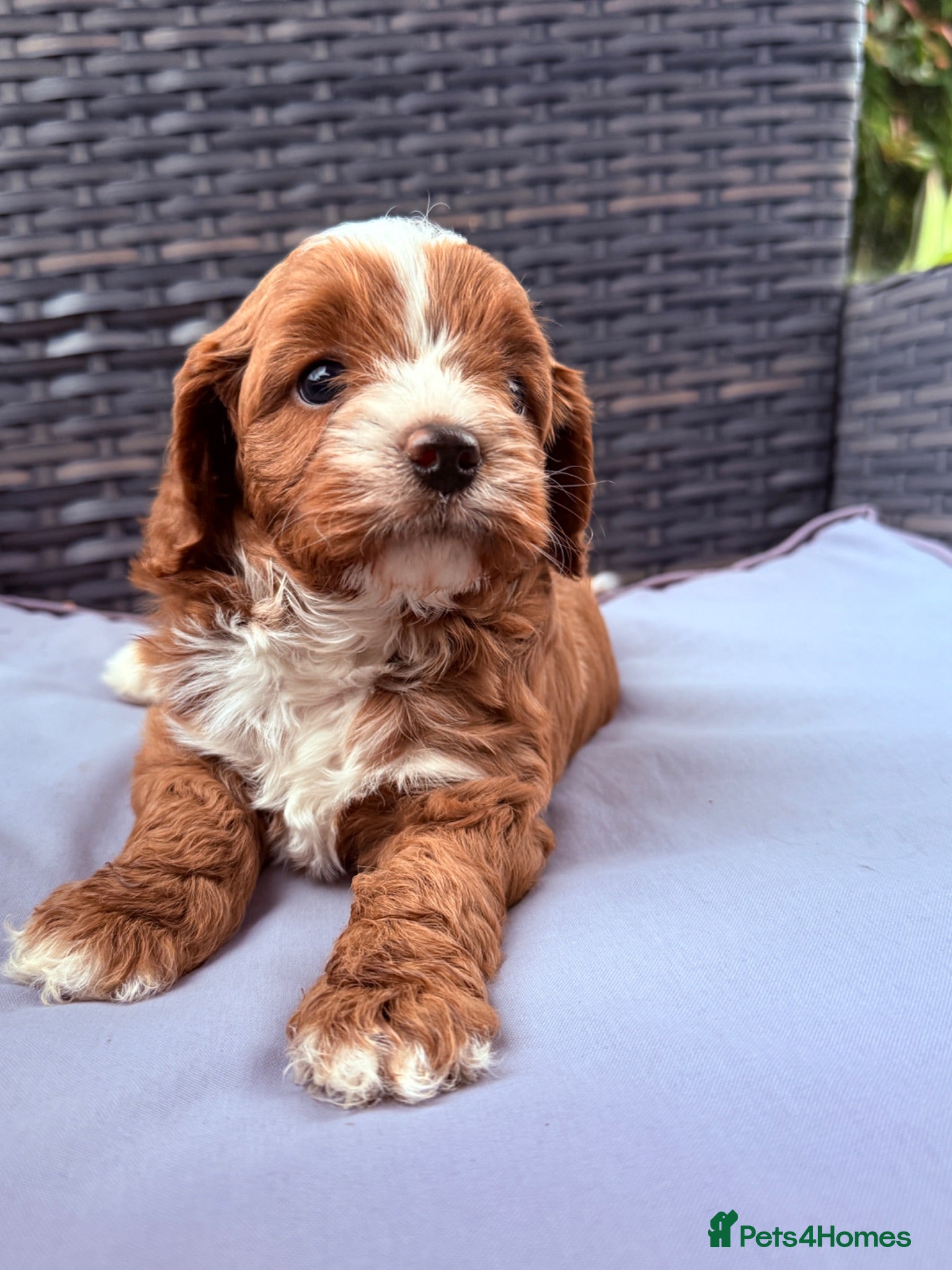 Cavapoo dogs Cavapoo puppies,health tested parents 5* licensed  - Advert 1