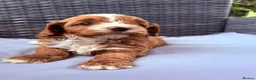 Cavapoo dogs for sale: Cavapoo puppies,health tested parents 5* licensed  - Advert 5