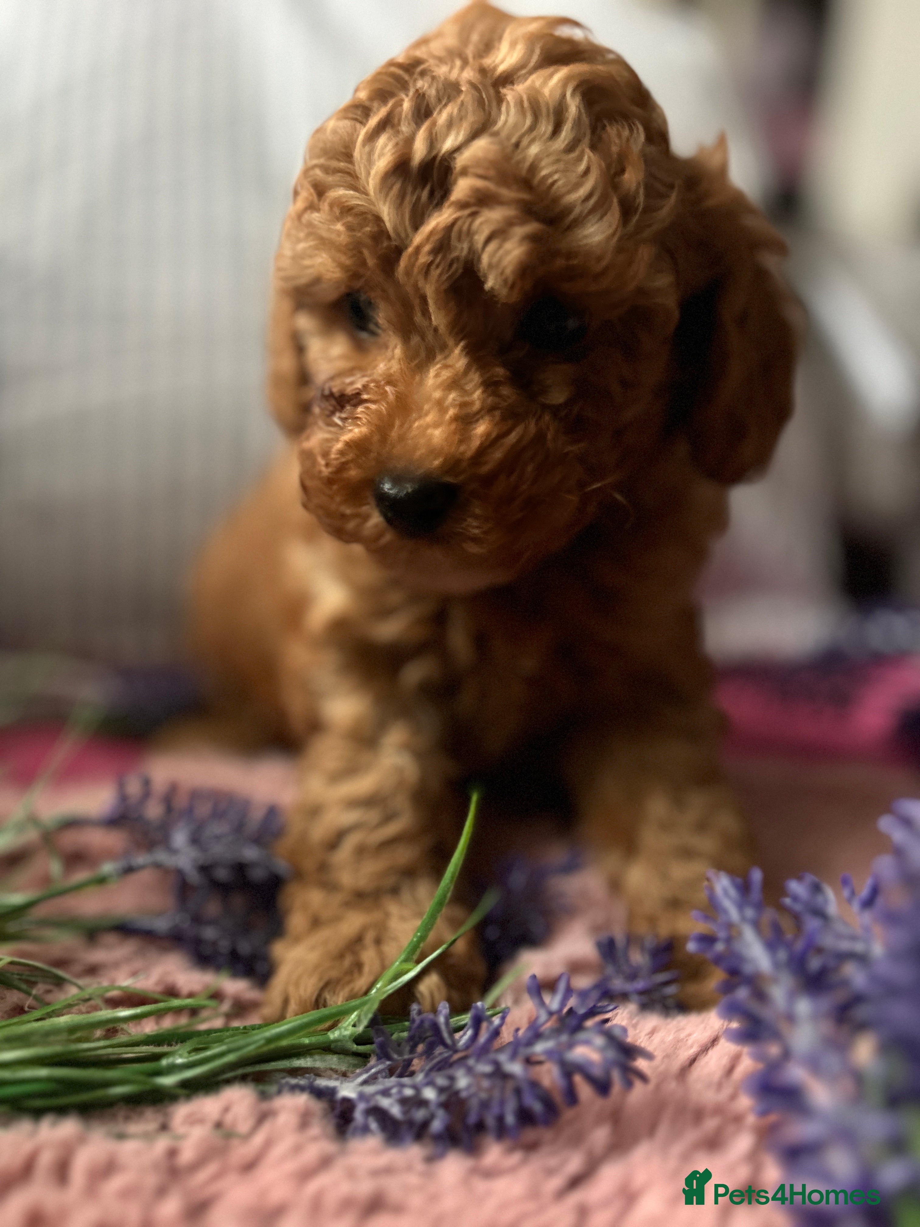 Toy Poodle dogs 🐩 Toy Poodle Red Puppies - Advert 17