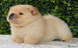 Chow Chow dogs for sale: 🧸🧸Beautiful litter of chow chow puppies🧸🧸 - Image 7