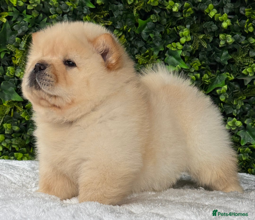 Chow Chow dogs for sale: 🧸🧸Beautiful litter of chow chow puppies🧸🧸 - Image 7
