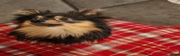 Pomeranian dogs for sale: 4 week old male pomeranians - Advert 1