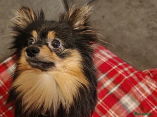 Pomeranian dogs 4 week old male pomeranians - Advert 13