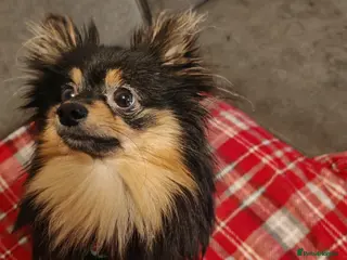 Pomeranian dogs pomeranians - Advert 1