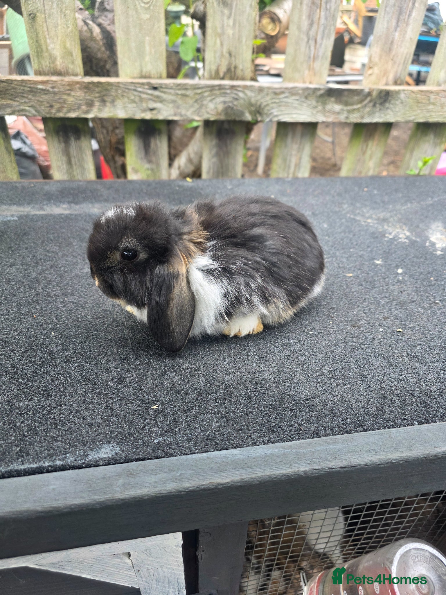 Mini Lop rabbits Mini lops  - Advert 16