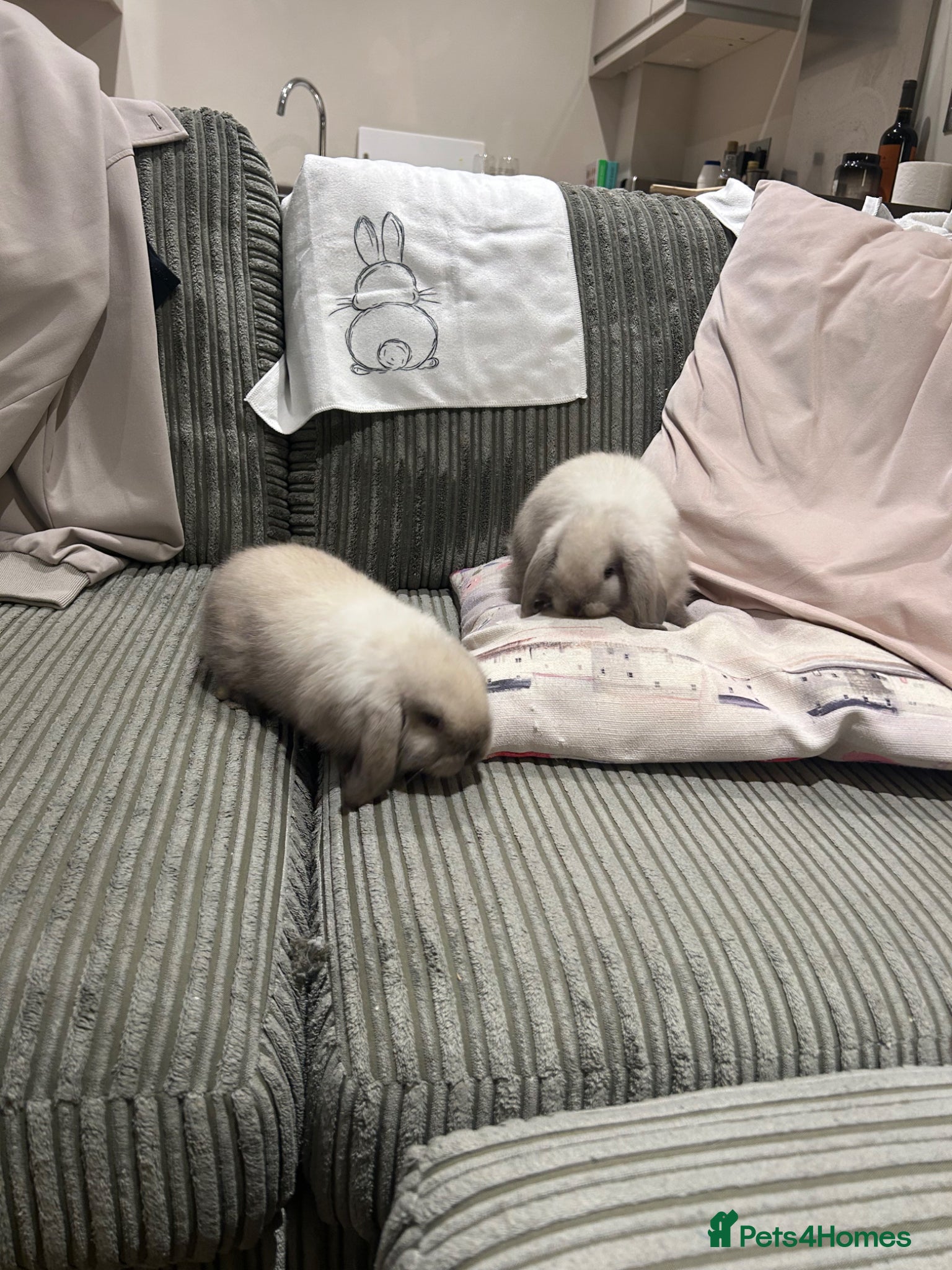 Mini Lop rabbits Two Mini Lop Bunnies - Advert 2