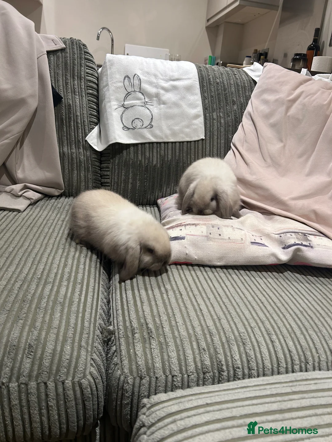 Mini Lop rabbits for sale: Two Mini Lop Bunnies in Reigate - Advert 1