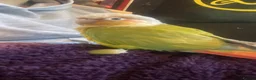 Conures birds for sale: 5-year-old pineapple green cheek conure in London - Advert 3