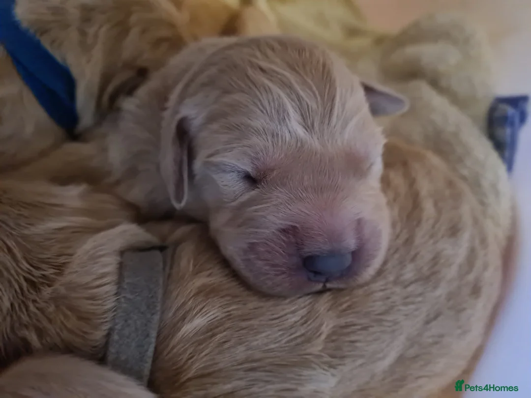 Golden Retriever dogs for stud: exceptional PROVEN dog available for stud  in Northwich - Advert 19