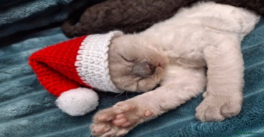 Devon Rex cats - Advert 8