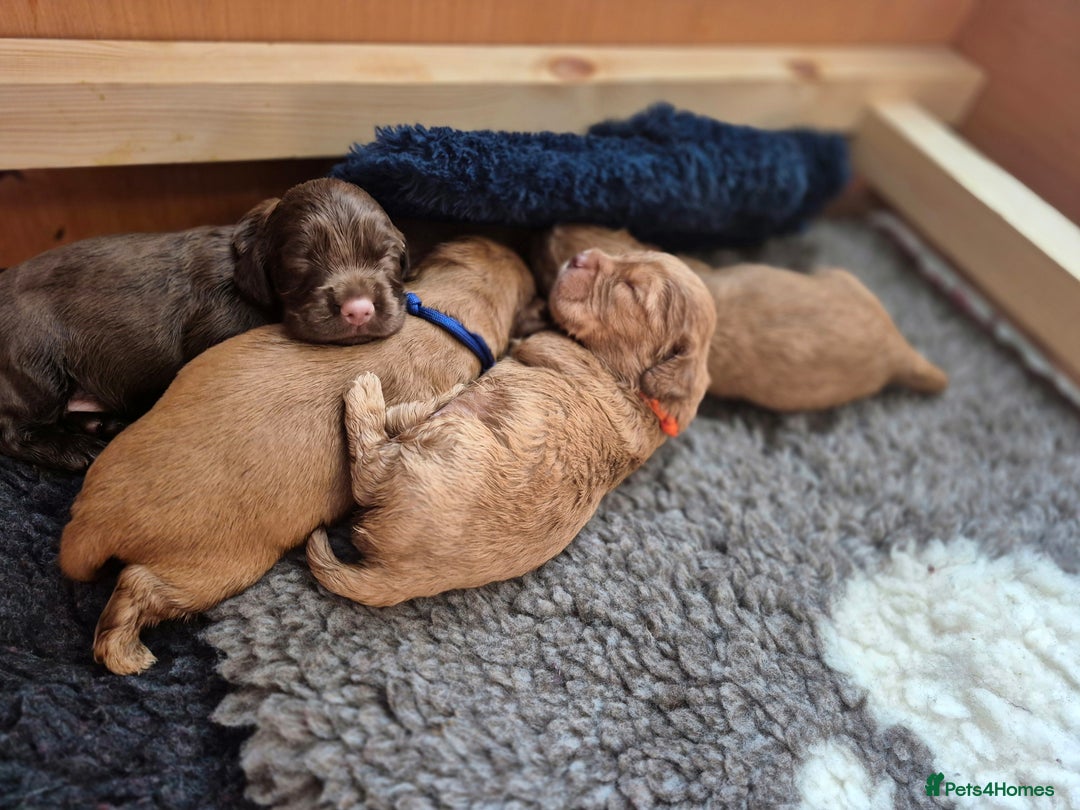 Cocker Spaniel dogs for sale: Ready now🐶X1 boy left🐶working cocker spaniel - Image 9